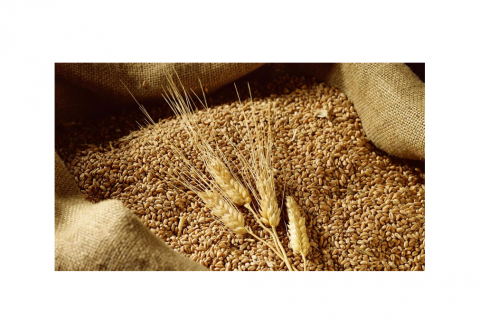 THỦ TỤC NHẬP KHẨU LÚA MỲ (LÀM THỨC ĂN CHO NGƯỜI)